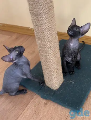 Корниш-рекс котята, фотография 5