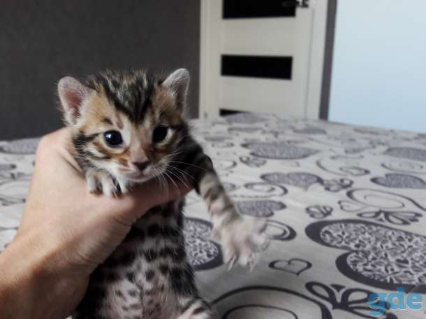 Бенгальские котята, фотография 5