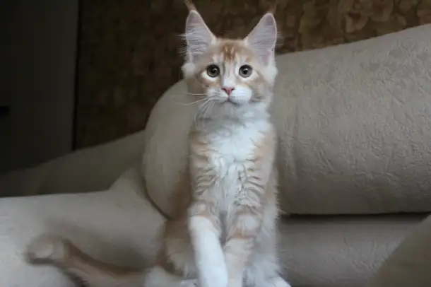 Шикарный котик Мейн-кун!, фотография 4