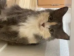 Трехцветная кошечка Луна ищет дом и любящую семью, фотография 2