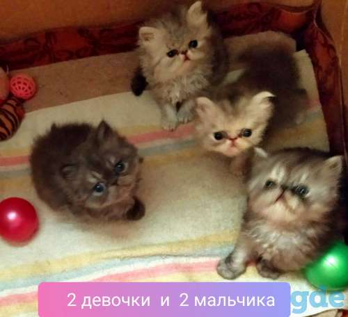 Персидские котята экстремального типа чистокровные персы., фотография 16