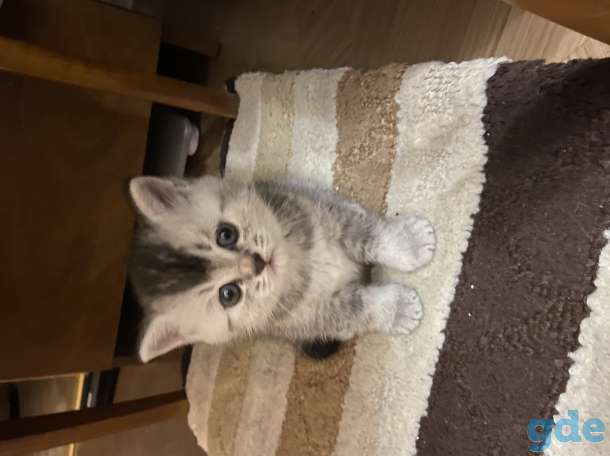 Шотландские котята, фотография 2