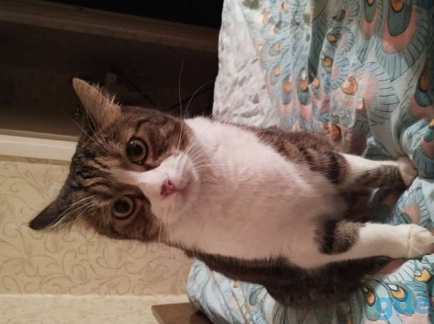 Отдам кота, фотография 1