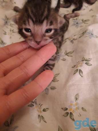 Бенгальский котнок, фотография 8