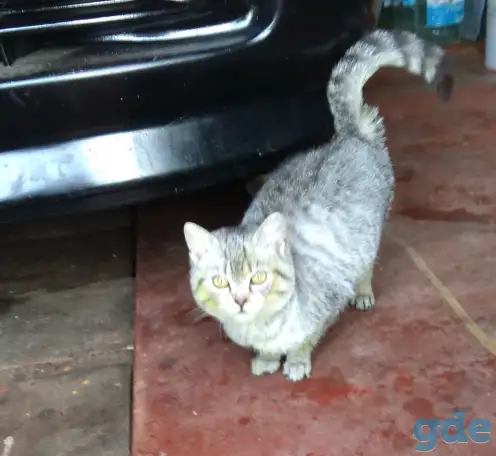 Котят бесплатно в добрые руки., фотография 1