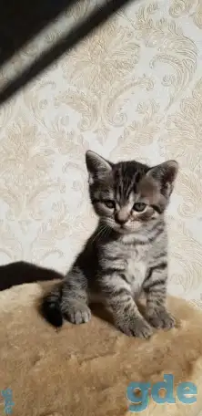 Котята шотландской прямоухой, фотография 1