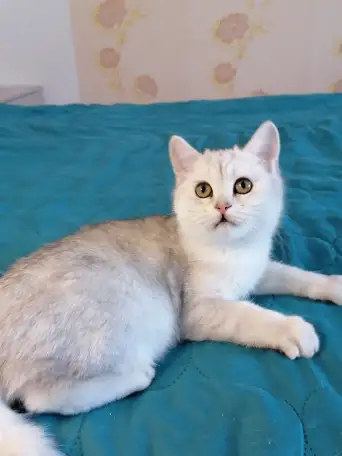 Британский котёнок, фотография 1