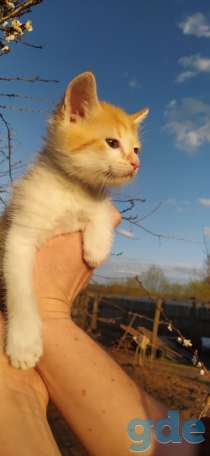 Дарю котёнка, фотография 7