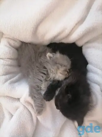 Котята, фотография 1