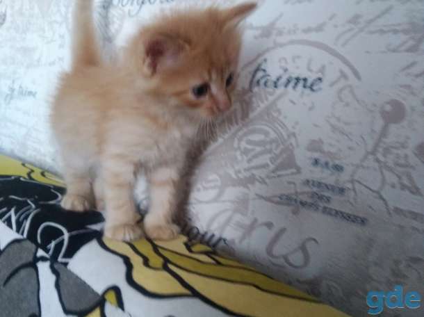 Котята, фотография 1