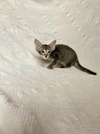 Котята породы петерболд, фотография 2