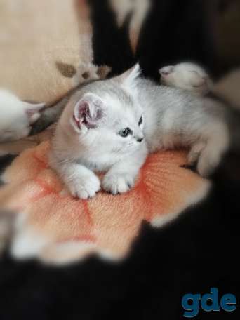 Чистокровные шотландские котята, фотография 7