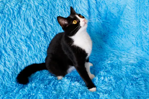 Красивая прелестная Белочка ищет свою семью!, фотография 3