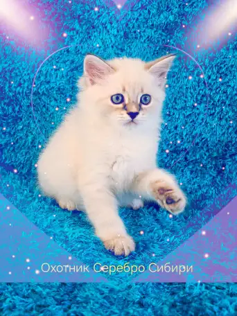 невские маскарадные котята-резерв, фотография 2