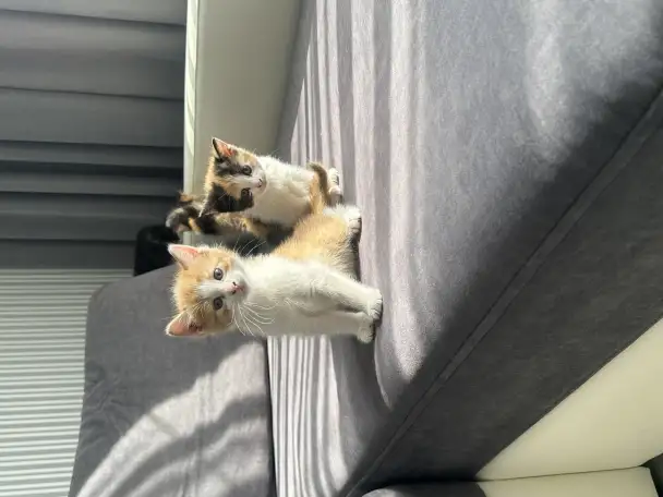 ОТДАДИМ КОТЯТ, фотография 4