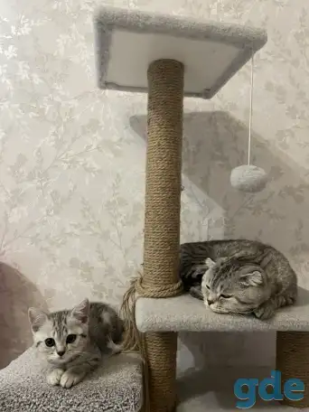 Шотландский котенок, фотография 3