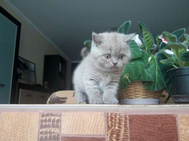 Продам британского котенка, фотография 1