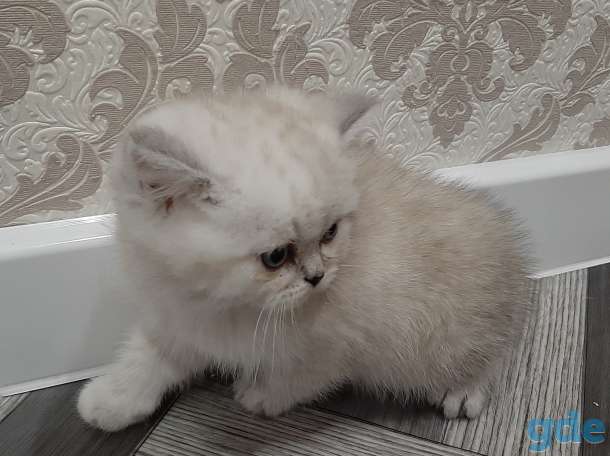 Шотландский котик, фотография 3