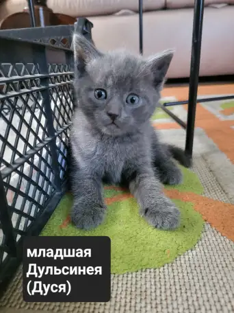 Продам 3 котят, фотография 3