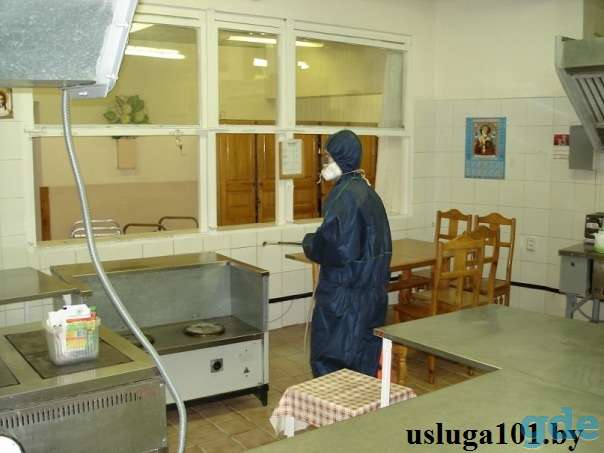 Уничтожение (травля) насекомых,  грызунов (крысы, мыши, тараканы, муравьи, клещи, блохи, комары, осы), фотография 3