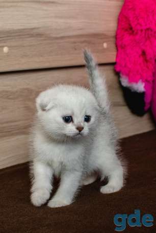 Шотландский кот фолд, фотография 3