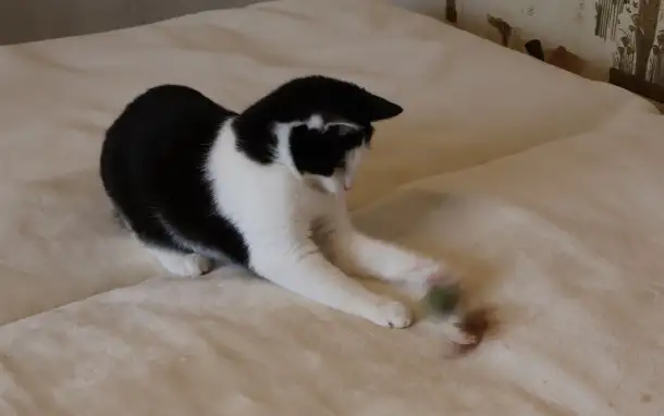 Домашний котенок 4мес. Умный, чуткий, заботливый, веселый, разговаривает, фотография 12