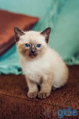 Сиамские котята (старосиамские), фотография 1
