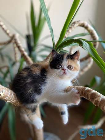 Очень красивые котята!!!, фотография 3
