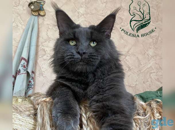 Котята Maine Coon - такие только у нас!, фотография 5
