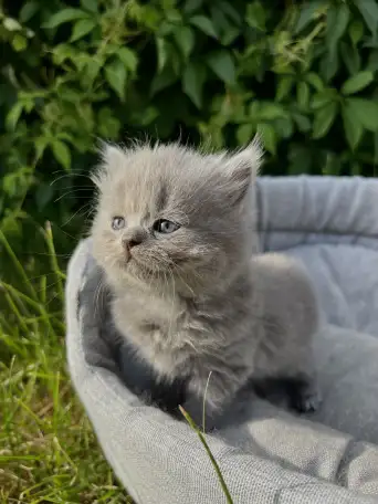 Шотландские котята, фотография 2