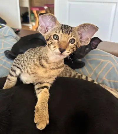 Ориентальные котята, фотография 2