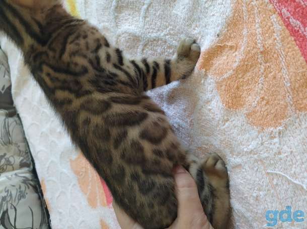 Бенгальские котята, фотография 2