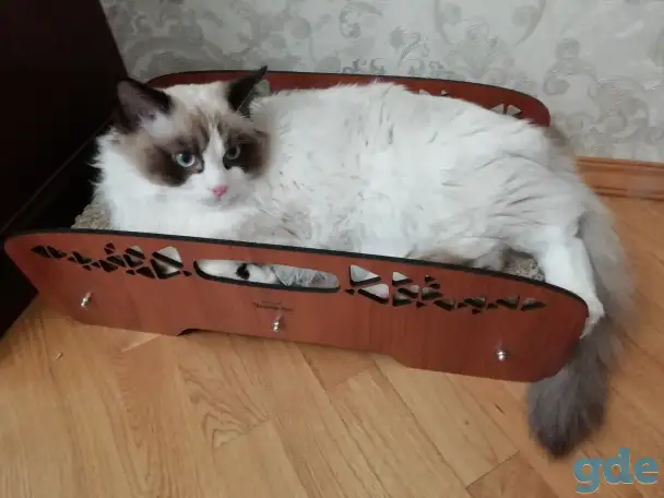 Котёнок Рэгдолл мальчик 6 мес. в любящую семью, фотография 2