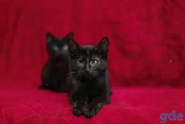 Черный котенок Блэкки в дар добрым сердцам!, фотография 6