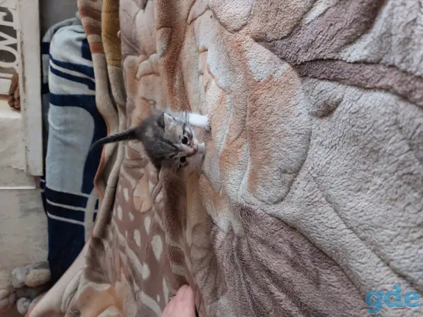 Котята в дар, фотография 4