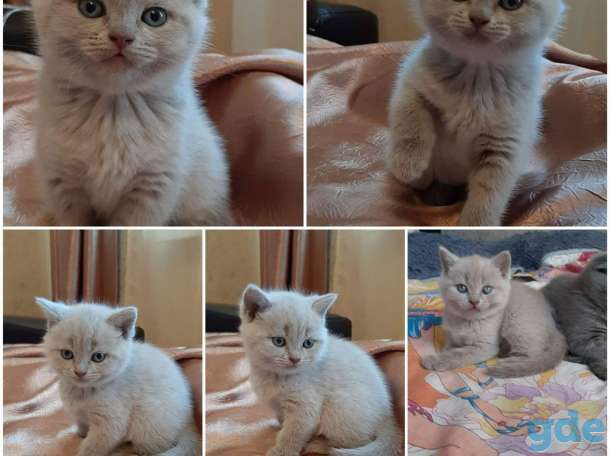 Продам породистых шатландских вислоухих котят, фотография 3