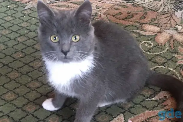Дачные котята срочно ищут дом!, фотография 2