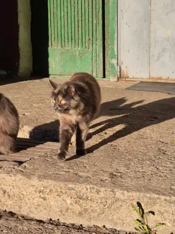 Ищу новый дом для взрослой кошки, фотография 1