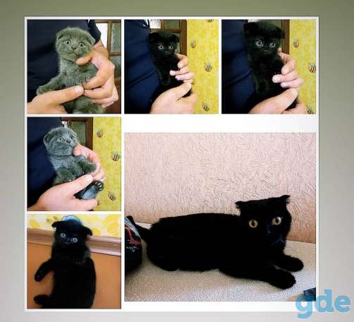 Вислоухие котята, фотография 2