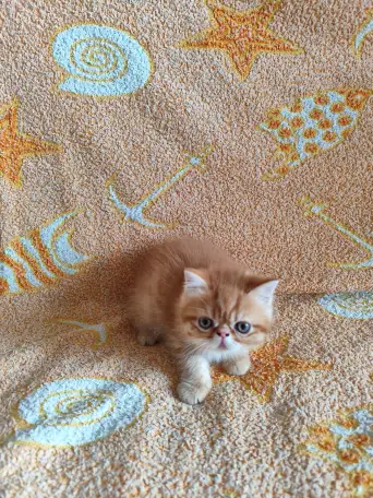 Экзотические котята, фотография 1