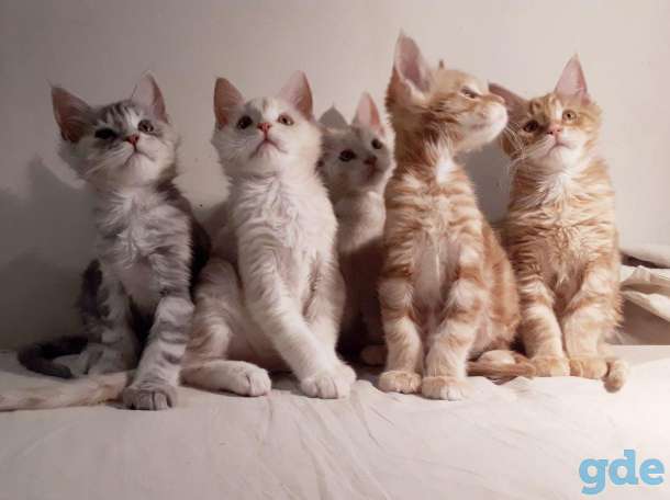 Котята Мейн КУН, фотография 2