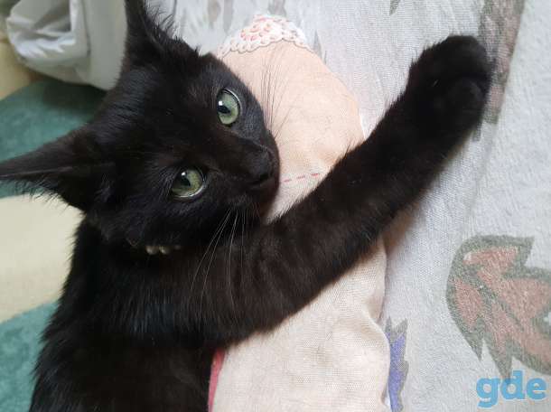 Котенок даром в заботливые руки, фотография 3