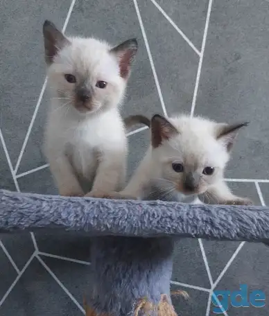 Сиамские (тайские) котята, фотография 4