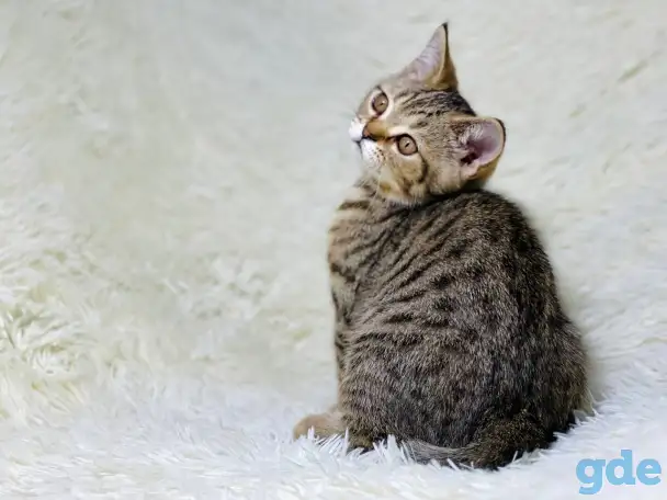 Шотландская прямоухая кошка, котенок страйт, окрас SFS 71 n24, фотография 5