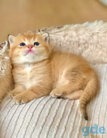 ЗОЛОТАЯ ШИНШИЛЛА шотландские котята, фотография 1