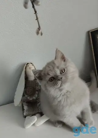 Британский котенок, мальчик и девочка, фотография 2