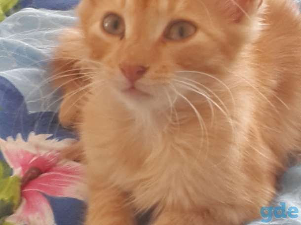 Котята в дар, фотография 2