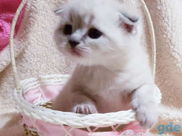 шотландские котята, фотография 2