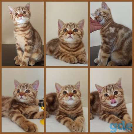 Шотландский котенок Циннамоновый мрамор, фотография 3
