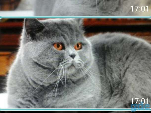 Британские котята, фотография 4